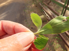 Fragaria virginiana platypetala