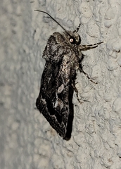 Ulolonche orbiculata