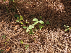 Fragaria virginiana platypetala