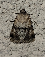 Properigea continens