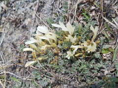 Astragalus scaberrimus