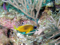 Hypoplectrus gummigutta