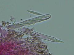 Lachnellula ellisiana