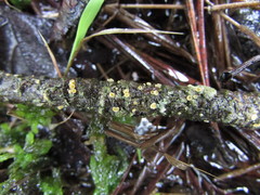 Lachnellula ellisiana