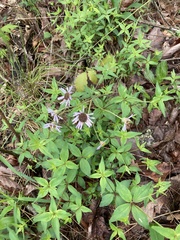 Monarda bradburiana