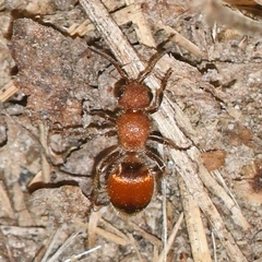 Pseudomethoca sanbornii