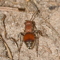 Pseudomethoca sanbornii