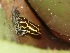 Ranitomeya variabilis