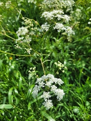Anthriscus sylvestris