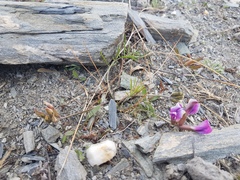 Oxytropis leptophylla