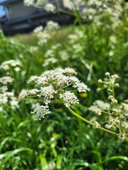 Anthriscus sylvestris