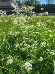 Anthriscus sylvestris