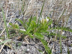 Oxytropis varlakovii