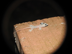 Hemidactylus garnotii