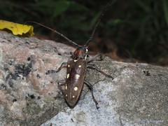 Batocera rubus