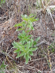 Physochlaina physaloides