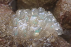 Clavelina oblonga