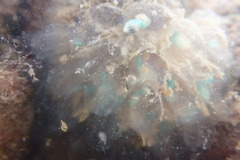 Clavelina oblonga