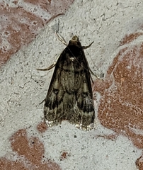 Loxostegopsis polle