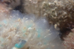 Clavelina oblonga