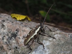 Batocera rubus