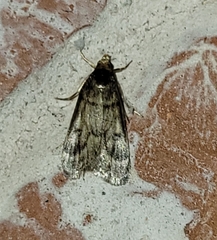 Loxostegopsis polle