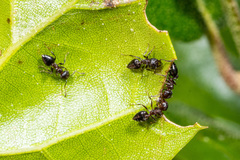 Crematogaster coarctata