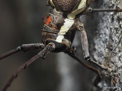 Batocera rubus