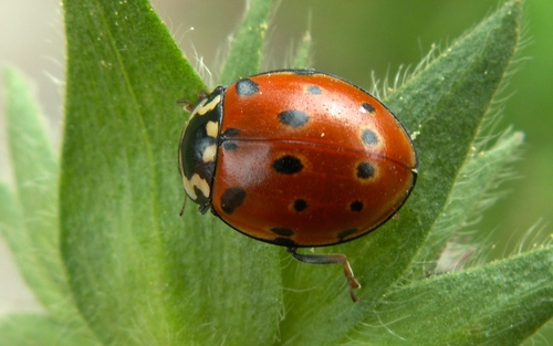 Akiuotoji Boružė nuotrauka