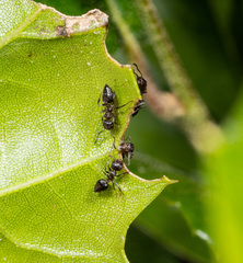 Crematogaster coarctata