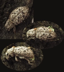 Floresianus sordidus