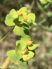 Euphorbia saratoi