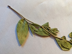 Lithospermum virginianum