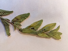 Lithospermum virginianum