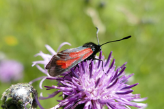 Zygaena minos