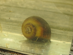Pomacea paludosa