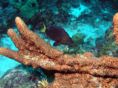 Hypoplectrus chlorurus