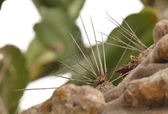 Dendrocereus nudiflorus
