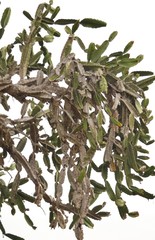 Dendrocereus nudiflorus