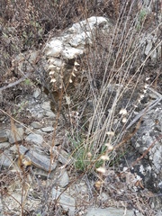 Scutellaria baicalensis