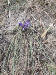 Iris tenuifolia
