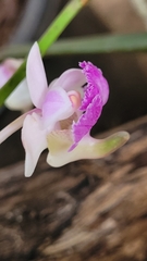 Aerides crispa