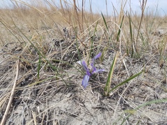 Iris tenuifolia
