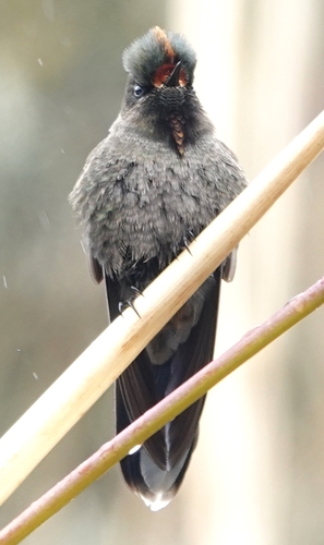 Rainbow-bearded Thornbill