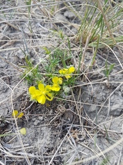 Potentilla verticillaris
