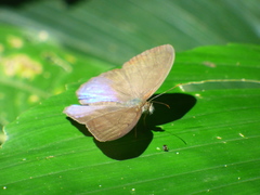 Amiga arnaca