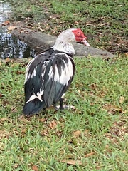 Cairina moschata domestica