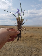 Iris tenuifolia