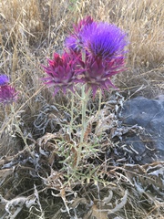 Cynara syriaca