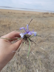 Iris tenuifolia